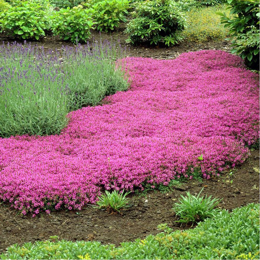 Purpurtimjan 'Coccineus' (Thymus praecox)